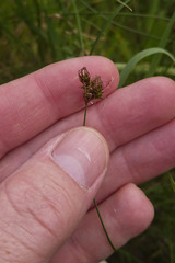 Carex praecox