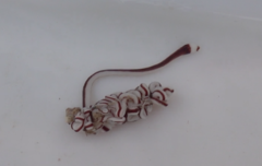 Baseodiscus hemprichii