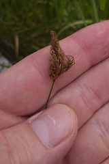 Carex praecox