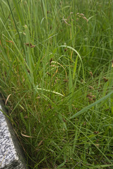 Carex praecox