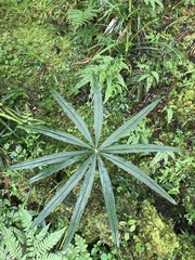 Arisaema consanguineum