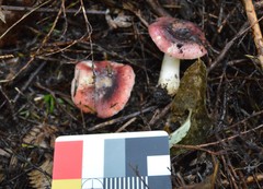 Russula roseopileata