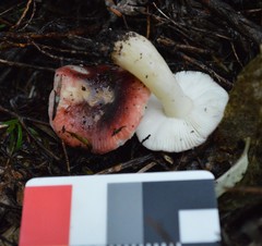 Russula roseopileata