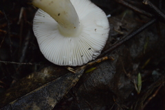 Russula roseopileata