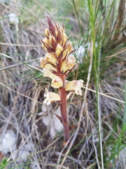 Orobanche reticulata