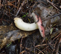 Russula roseopileata