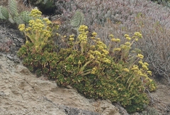 Aeonium arboreum