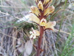 Orobanche reticulata