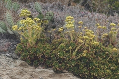Aeonium arboreum