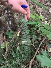 Blechnum molle