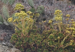 Aeonium arboreum
