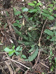 Blechnum molle