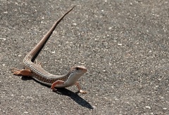 Gerrhosaurus nigrolineatus