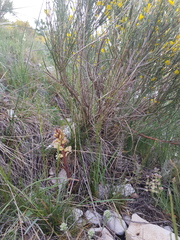 Orobanche reticulata