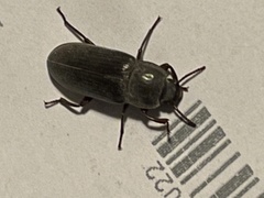 Tenebrio molitor