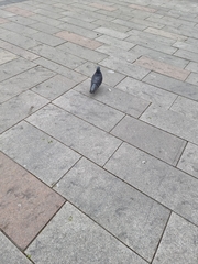 Columba livia domestica