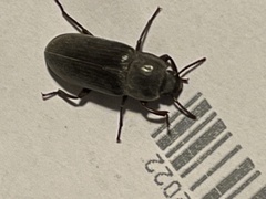 Tenebrio molitor