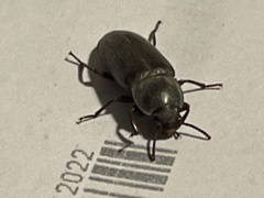 Tenebrio molitor