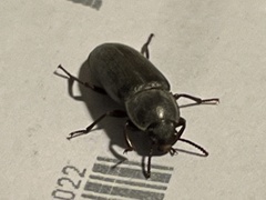 Tenebrio molitor