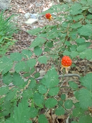 Rubus pungens oldhamii