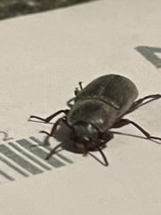 Tenebrio molitor