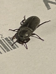 Tenebrio molitor
