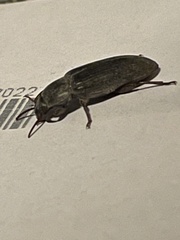 Tenebrio molitor