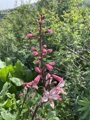 Dictamnus angustifolius