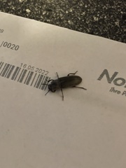 Tenebrio molitor