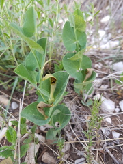 Aristolochia pallida