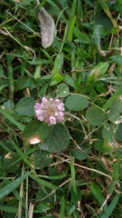 Uraria
