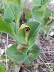 Aristolochia pallida
