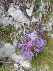 Centaurea graminifolia