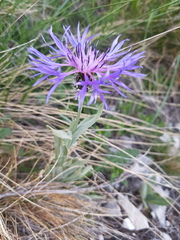 Centaurea graminifolia