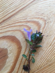 Glechoma hederacea