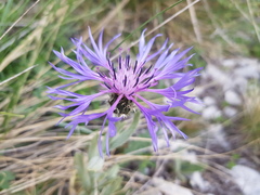 Centaurea graminifolia