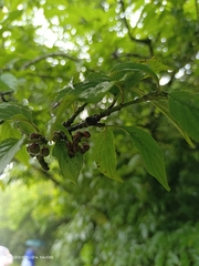 Rhamnus nakaharai