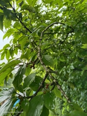 Rhamnus nakaharai
