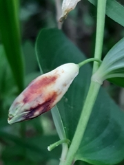 Contarinia polygonati