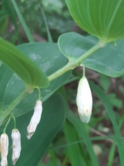 Contarinia polygonati