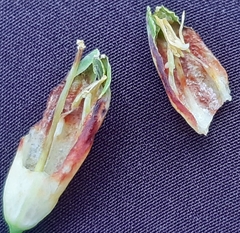 Contarinia polygonati