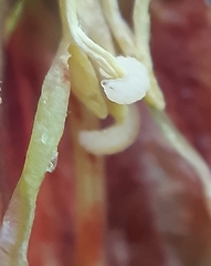 Contarinia polygonati