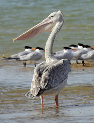 Pelecanus rufescens