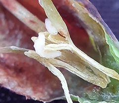 Contarinia polygonati