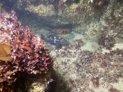 Cheilotrema saturnum