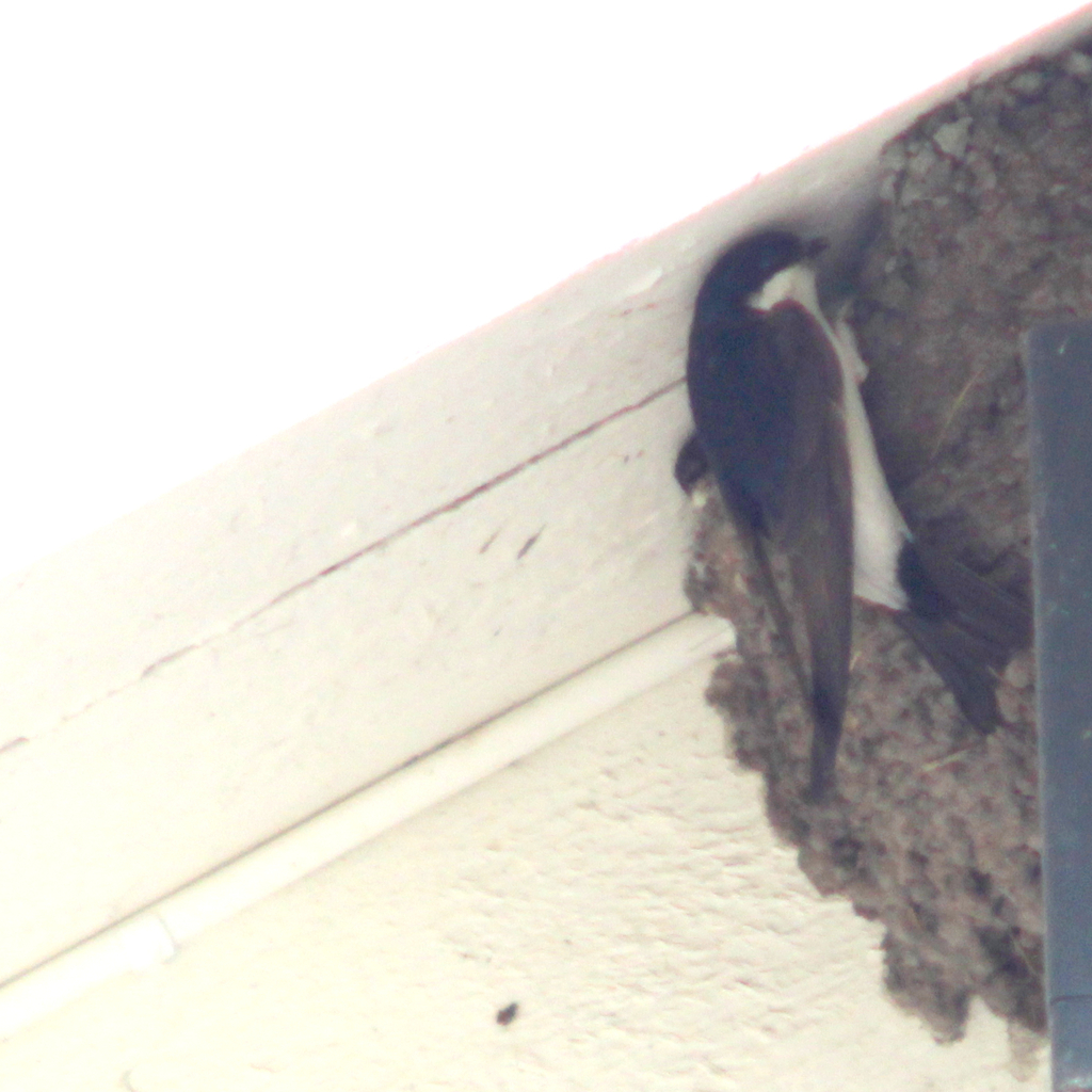 Northern House Martin