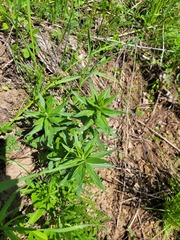 Lithospermum officinale
