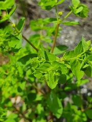 Euphorbia peplus