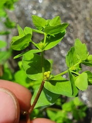 Euphorbia peplus