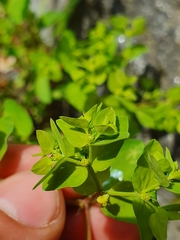 Euphorbia peplus